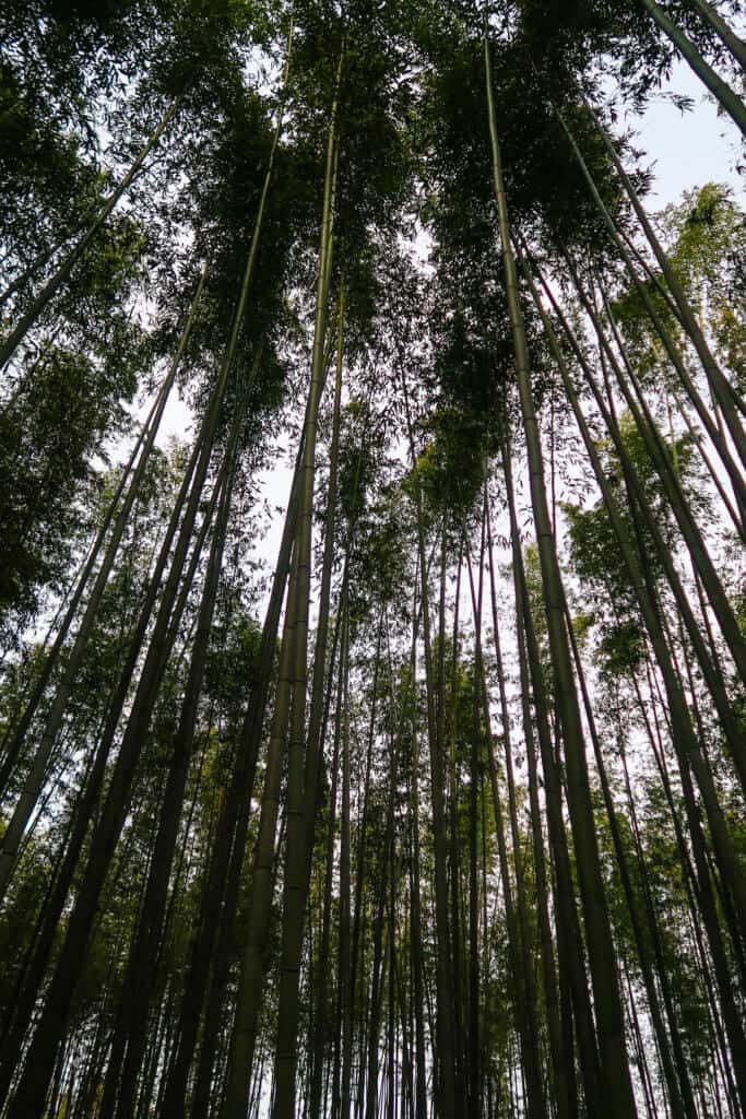 The bamboo forest in Kyoto