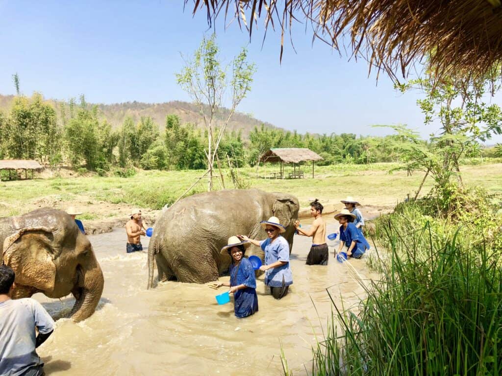 Bathing elephants at Lanna Kingdom Elephant Sanctuary