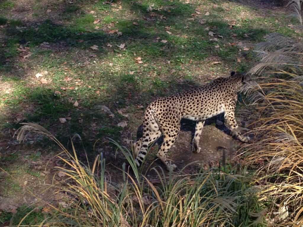 Cheetah at National Zoo